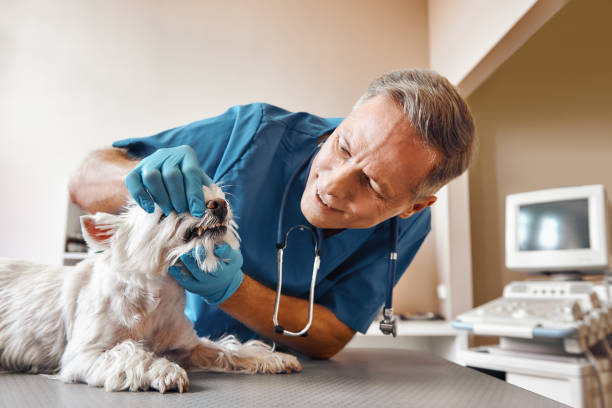 Best Root Canal Emergency Dentist  in New Hope, MS